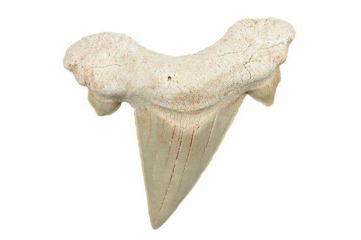 2"+ Fossil Shark Teeth (Otodus) - Khouribga, Morocco - Photo 1